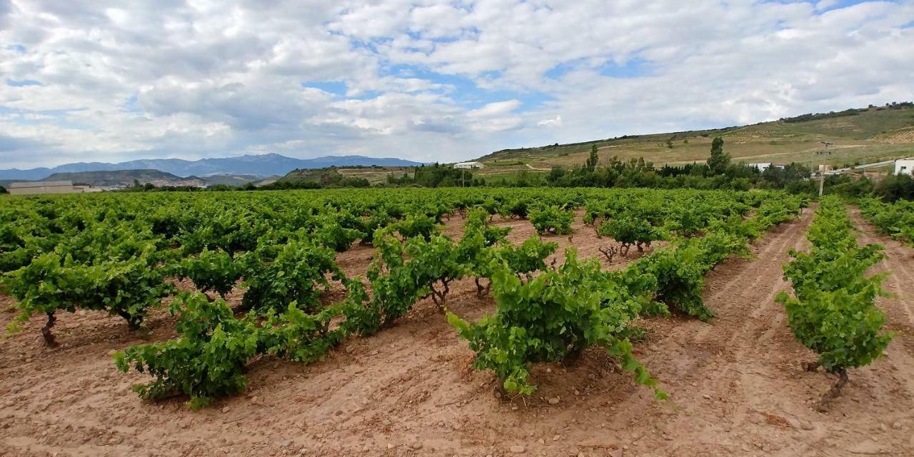 Apartamento Entrevinas En El Corazon De La Rioja Fuenmayor Eksteriør bilde